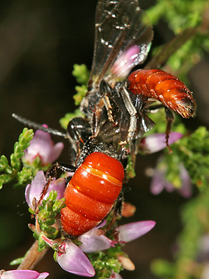 Sphecodes albilabris, WM Sphecodes albilabris, WM