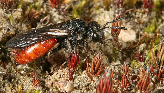 Sphecodes albilabris, W Sphecodes albilabris, W