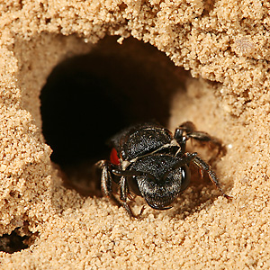 Sphecodes albilabris, W Sphecodes albilabris, W