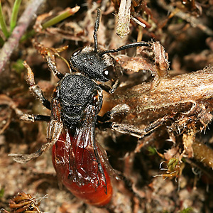Sphecodes albilabris, W Sphecodes albilabris, W
