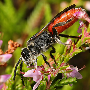 Sphecodes albilabris, M Sphecodes albilabris, M