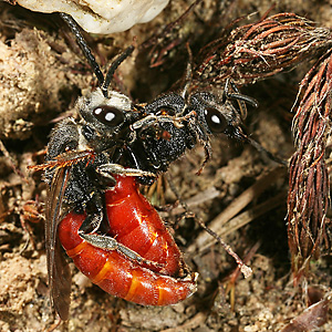 Sphecodes albilabris, MW Sphecodes albilabris, MW