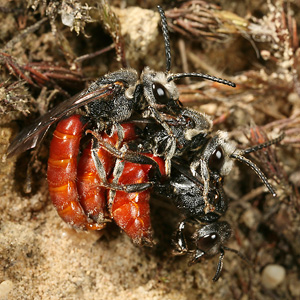 Sphecodes albilabris, MMW Sphecodes albilabris, MMW