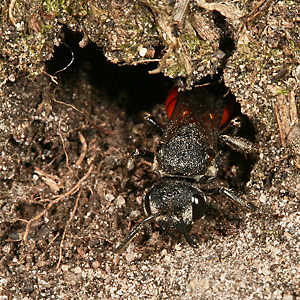 Sphecodes albilabris, W Sphecodes albilabris, W