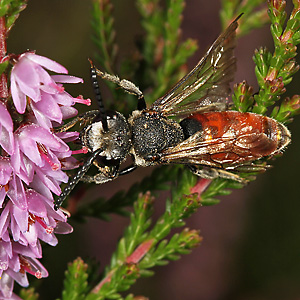 Sphecodes albilabris, M Sphecodes albilabris, M