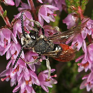 Sphecodes albilabris, M Sphecodes albilabris, M