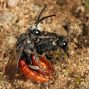 Sphecodes albilabris, MW Sphecodes albilabris, MW
