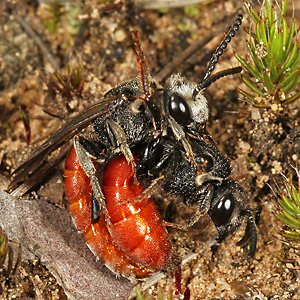 Sphecodes albilabris, MMW Sphecodes albilabris, MMW