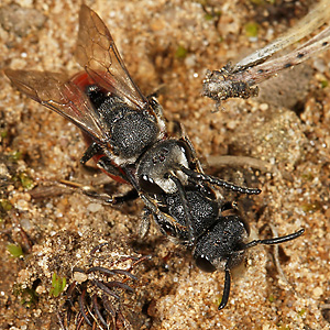 Sphecodes albilabris, MW Sphecodes albilabris, MW