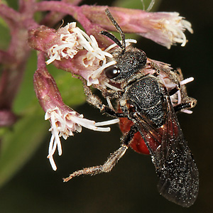 Sphecodes albilabris, M Sphecodes albilabris, M