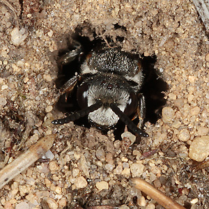 Sphecodes albilabris, M Sphecodes albilabris, M