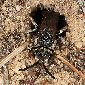 Sphecodes albilabris, M Sphecodes albilabris, M