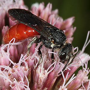 Sphecodes albilabris, W Sphecodes albilabris, W