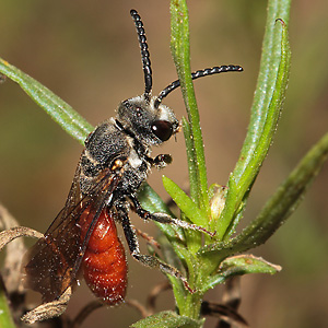 Sphecodes albilabris, M Sphecodes albilabris, M