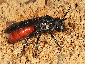 Sphecodes albilabris, W Sphecodes albilabris, W