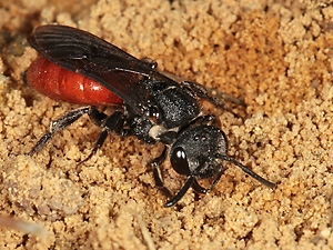 Sphecodes albilabris, W Sphecodes albilabris, W