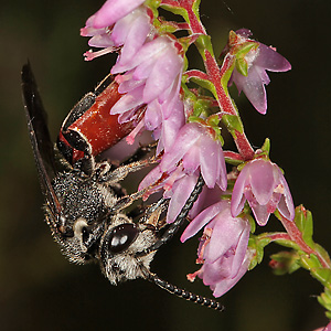 Sphecodes albilabris, M Sphecodes albilabris, M