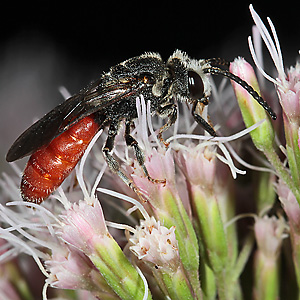 Sphecodes albilabris, M Sphecodes albilabris, M