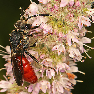 Sphecodes albilabris, M Sphecodes albilabris, M