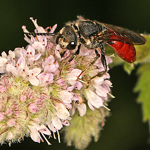 Sphecodes albilabris, M Sphecodes albilabris, M