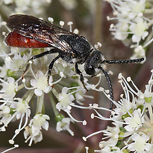 Sphecodes albilabris, M Sphecodes albilabris, M