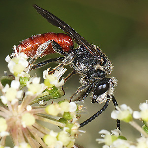 Sphecodes albilabris, M Sphecodes albilabris, M