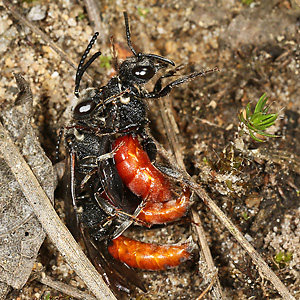 Sphecodes albilabris, MMW Sphecodes albilabris, MMW