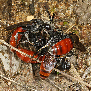 Sphecodes albilabris, MMMW (mating ball) Sphecodes albilabris, MMMW