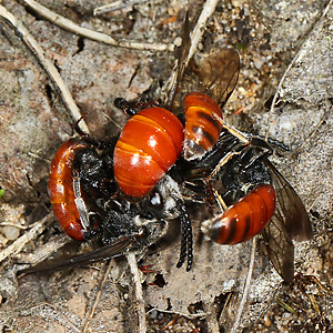 Sphecodes albilabris, MMMW (mating ball) Sphecodes albilabris, MMMW