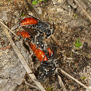 Sphecodes albilabris, MMMW (mating ball) Sphecodes albilabris, WM