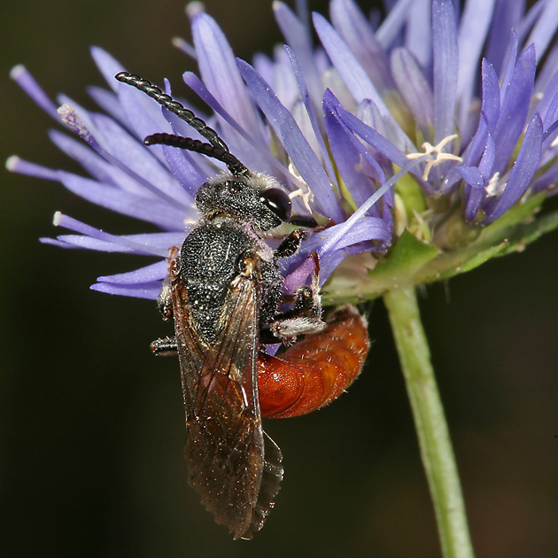 Sphecodes albilabris, M
