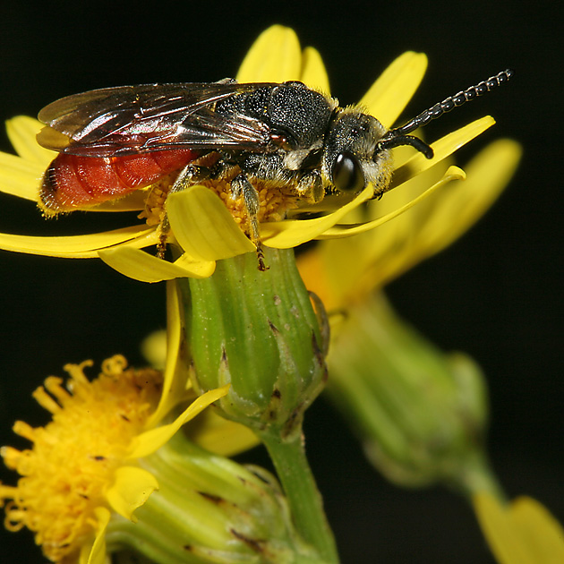 Sphecodes albilabris, M