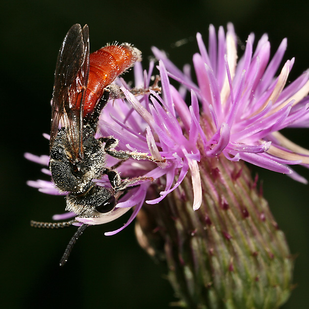 Sphecodes albilabris, M