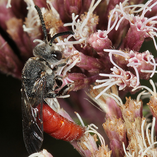 Sphecodes albilabris, M
