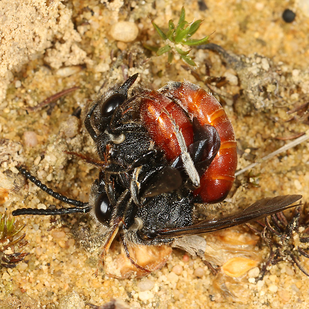 Sphecodes albilabris, WM