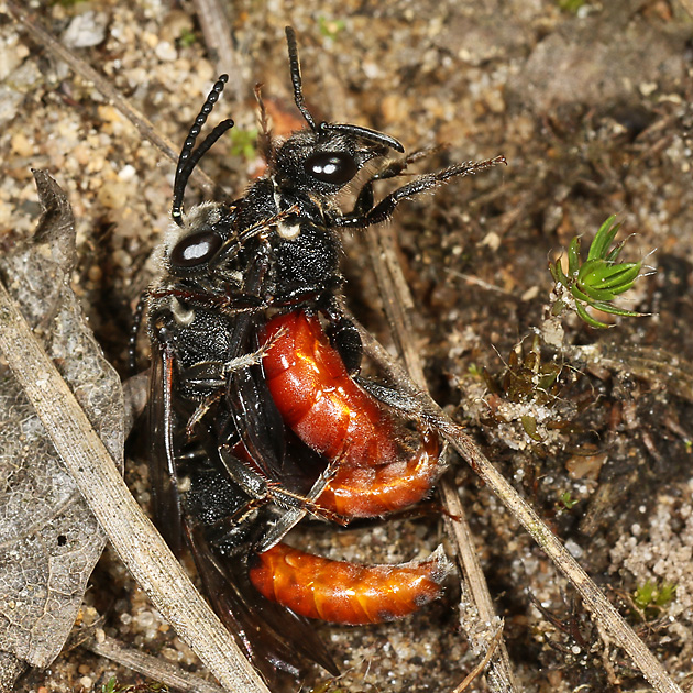 Sphecodes albilabris, MMW