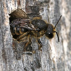 Stelis breviuscula, M