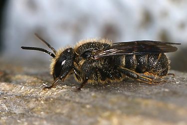 Stelis breviuscula, M