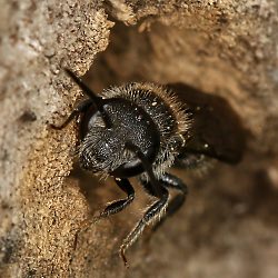 Stelis breviuscula, W