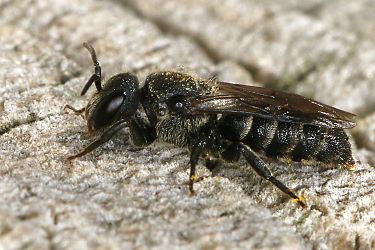 Stelis breviuscula, W