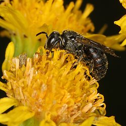 D&uuml;sterbiene Stelis breviuscula, W