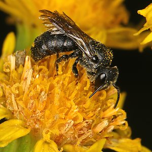 Stelis breviuscula, W