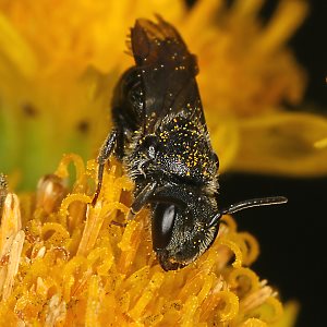 Stelis breviuscula, W