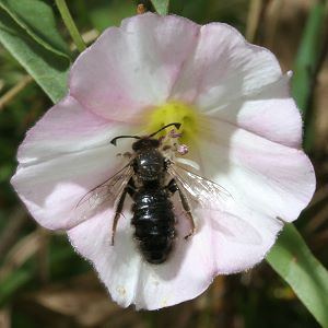 Systropha curvicornis