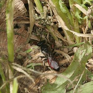 Sphecodes ephippius, W Sphecodes ephippius, W