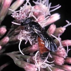 Blutbiene Sphecodes gibbus, W - SG, 15.08.2008 Blutbiene Sphecodes gibbus, W