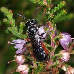 Sphecodes gibbus, W Sphecodes gibbus, W