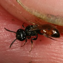 Blutbiene Sphecodes miniatus, W Blutbiene Sphecodes miniatus, W