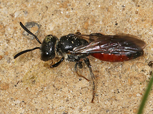 Sphecodes monilicornis, W (9.5.2021) Sphecodes monilicornis, W