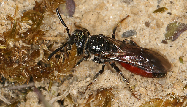 Sphecodes monilicornis, W